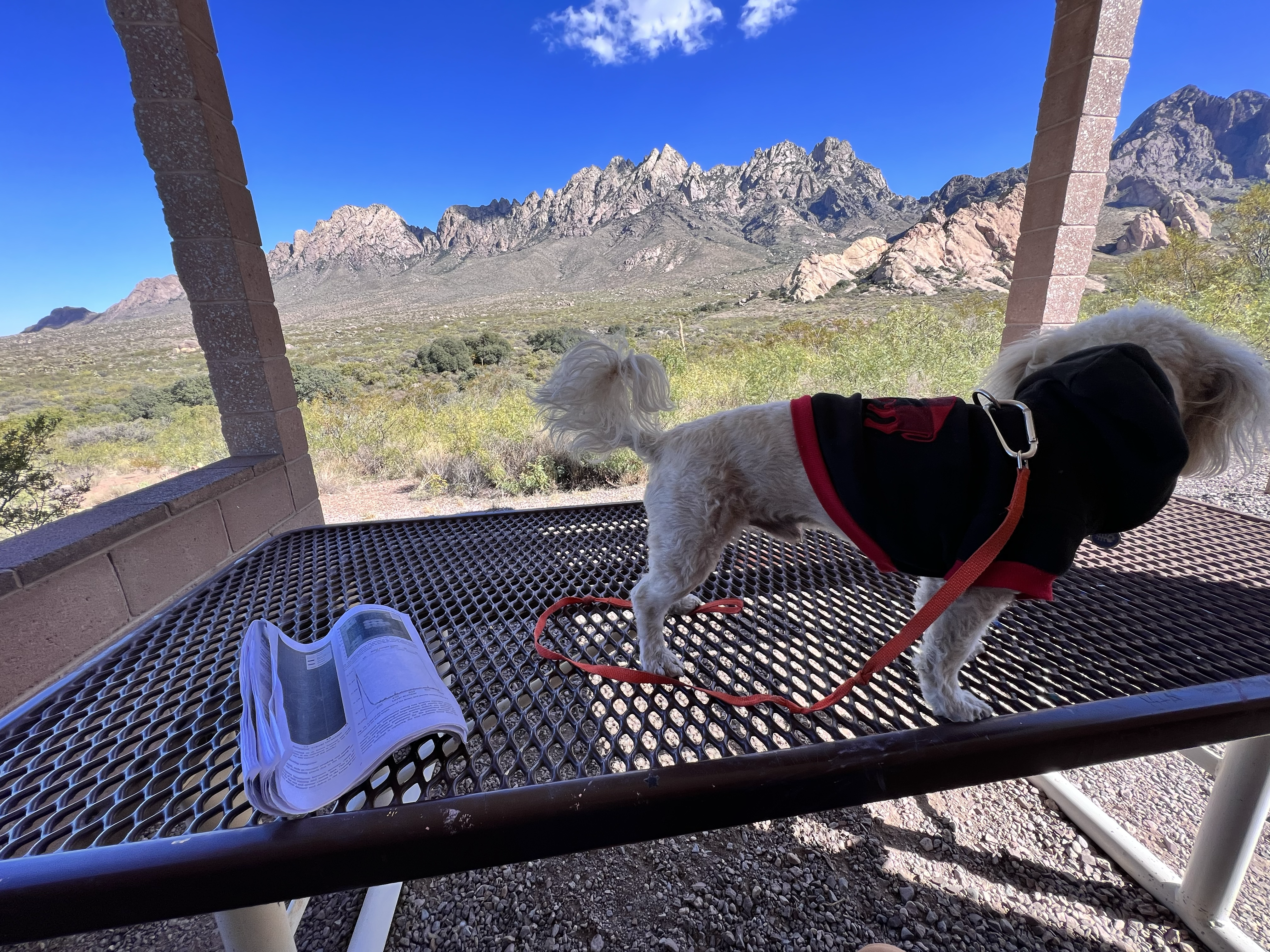 Mountain landscape with dog